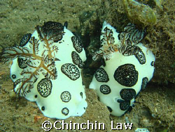 funeral jurunna. can u spot their 3 little babies : ) by Chinchin Law 